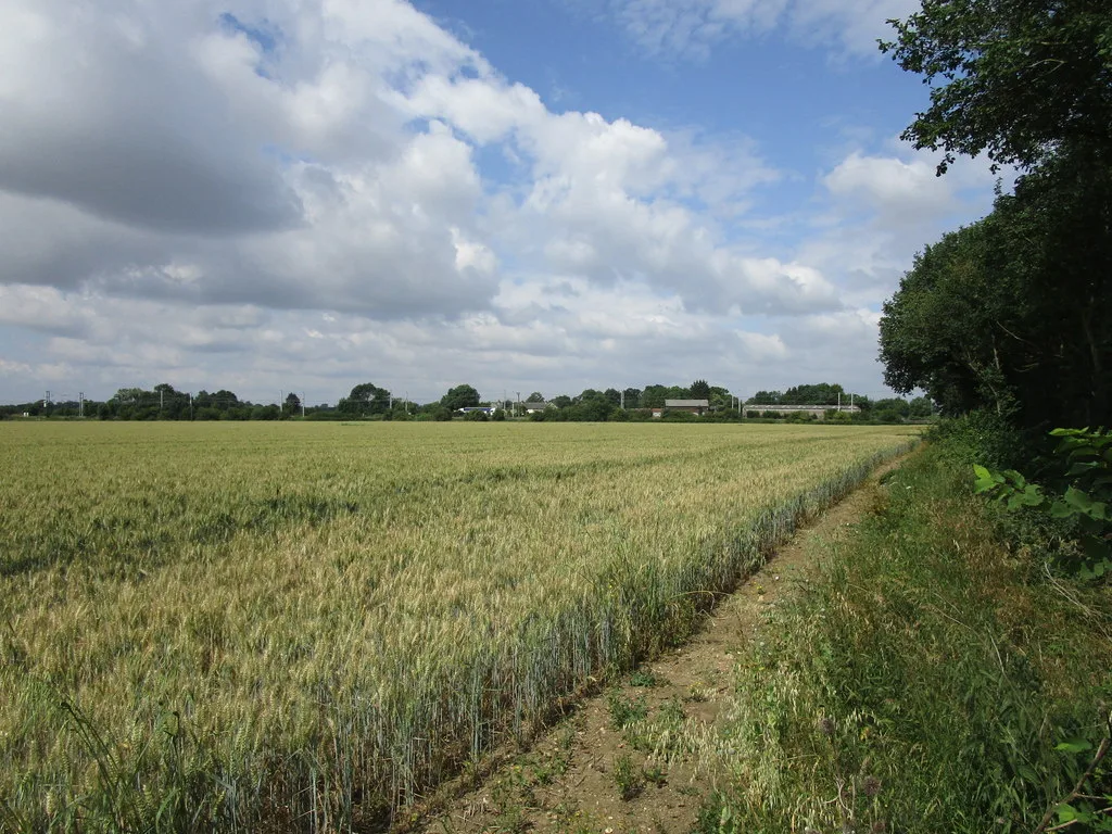 A wheat field by the site of the old Tempsford station, in the area proposed for the new town.